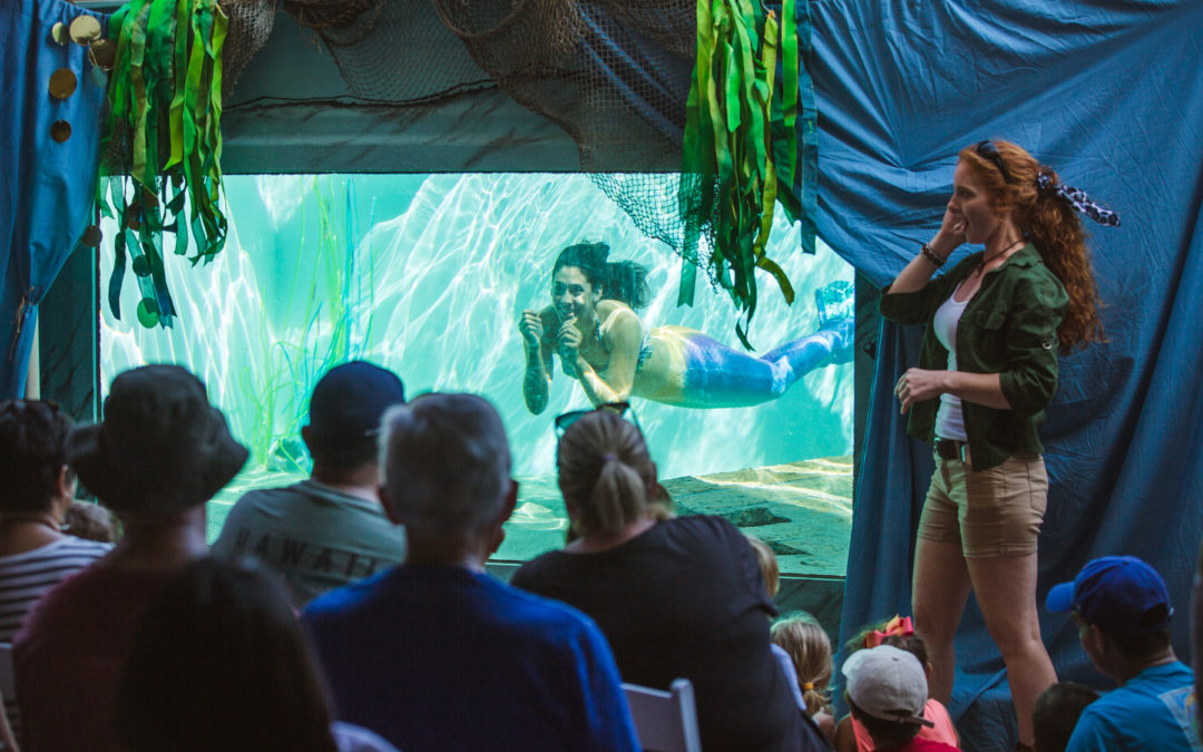 Mermaid Swim Show